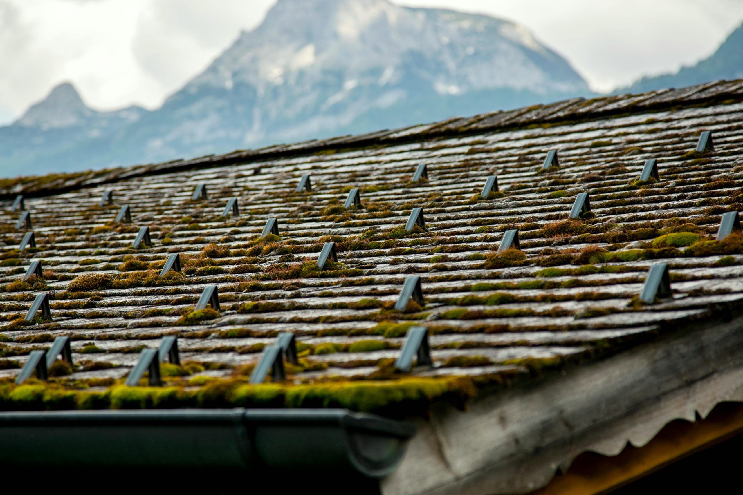 old roof covered with moss